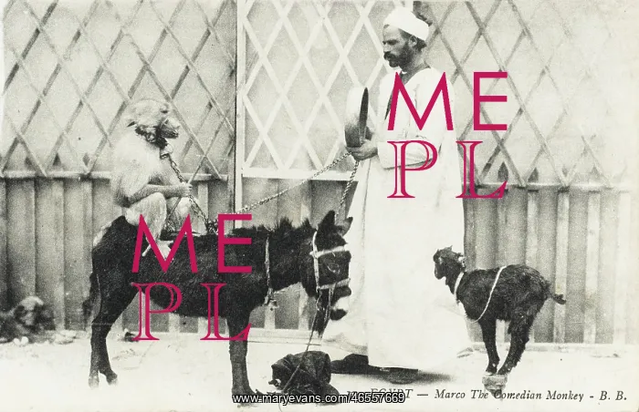 : Egypt - Marco the Comedian Monkey : Egypt - Marco the Comedian Monkey
