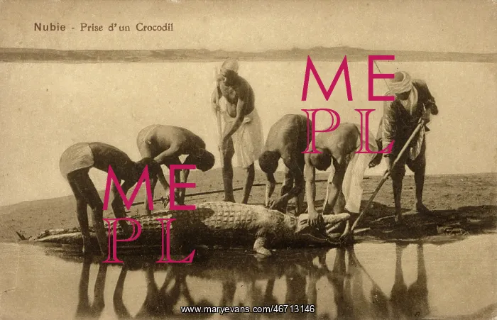 : Egypt - River Nile - Capturing a crocodile : Egypt - River Nile - Capturing a crocodile
