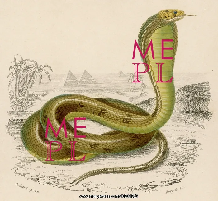  : Egyptian Cobra