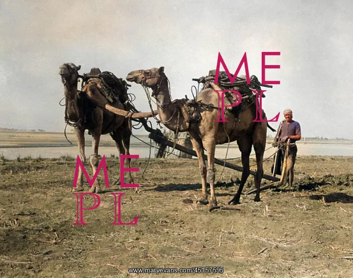 : EGYPTIAN FARMING 1930S : EGYPTIAN FARMING 1930S