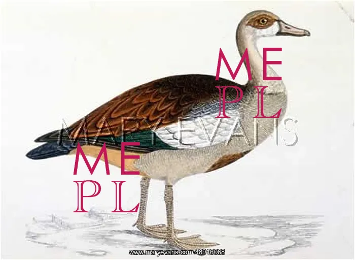 : EGYPTIAN GOOSE : EGYPTIAN GOOSE