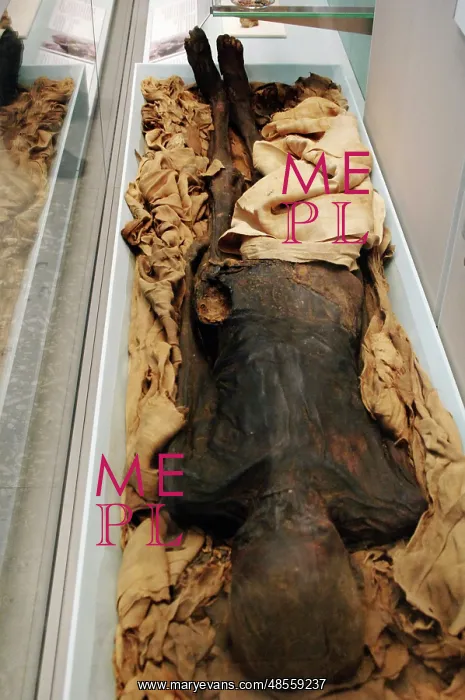 : Egyptian mummy : Egyptian mummy