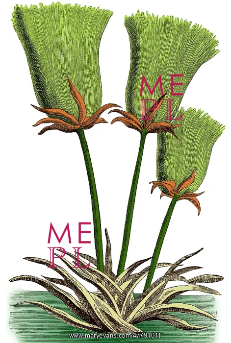 : Egyptian Papyrus : Egyptian Papyrus