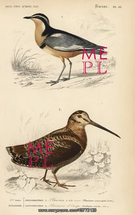 : Egyptian plover, Pluvianus aegyptius, and : Egyptian plover, Pluvianus aegyptius, and