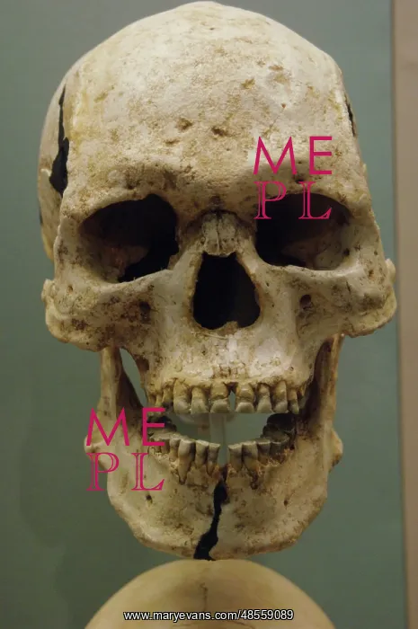  : Egyptian skull