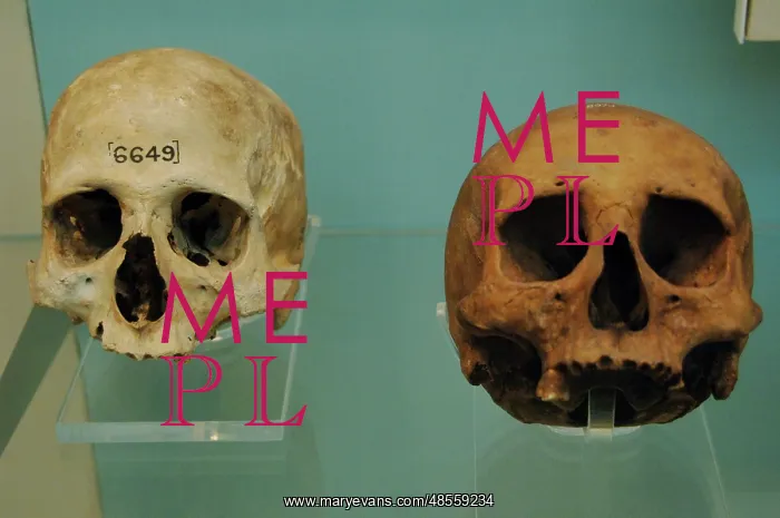 : Egyptian skulls : Egyptian skulls