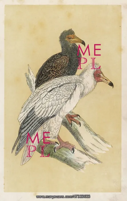  : EGYPTIAN VULTURE