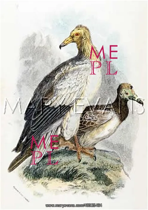  : EGYPTIAN VULTURE (SHARPE