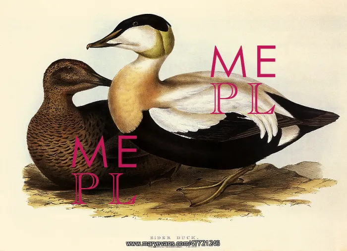  : Eider Dick, Somateria mollissima