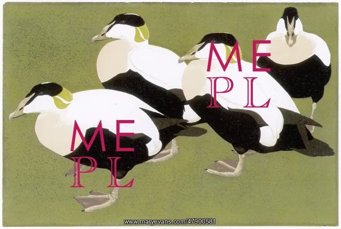 : Eider Ducks : Eider Ducks