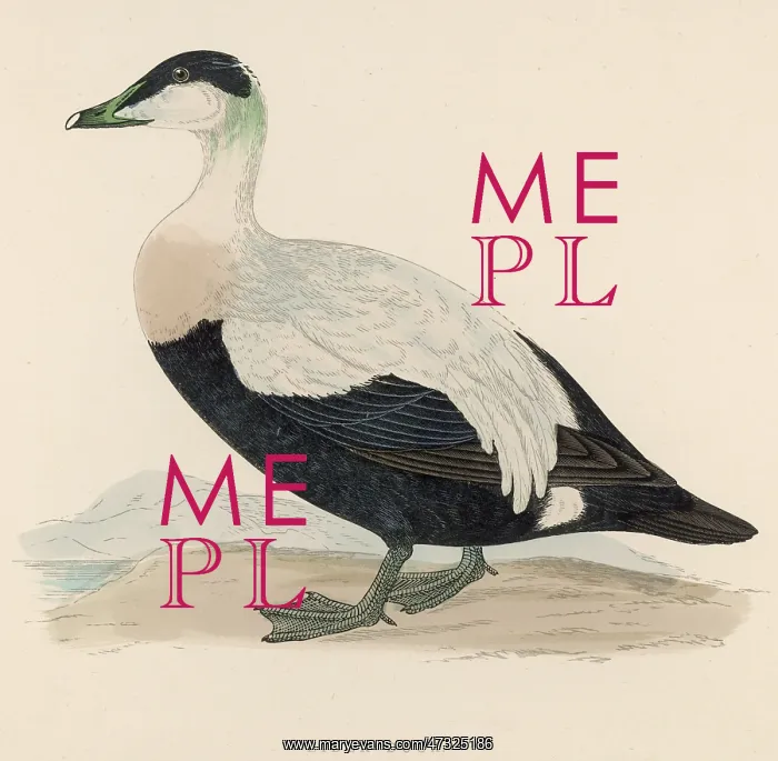 : EIDER (MORRIS) : EIDER (MORRIS)