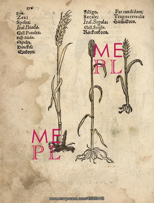 : Einkorn wheat, Triticum monococcum, rye, Secale : Einkorn wheat, Triticum monococcum, rye, Secale