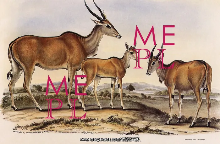 : Eland : Eland
