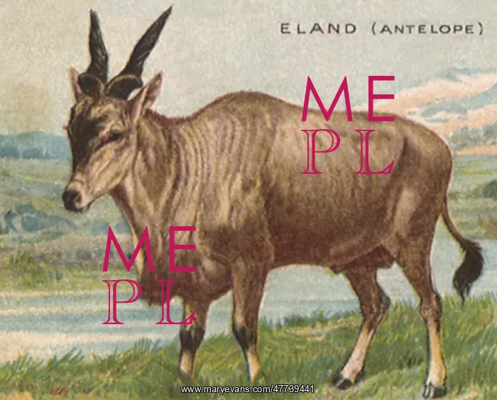  : Eland Antelope