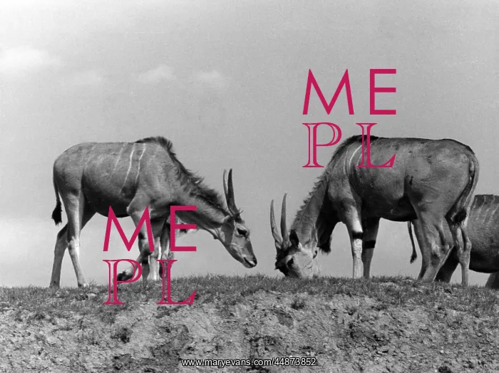  : ELAND ANTELOPES