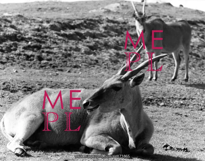  : ELAND ANTELOPES