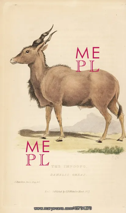 : Eland, Taurotragus oryx : Eland, Taurotragus oryx
