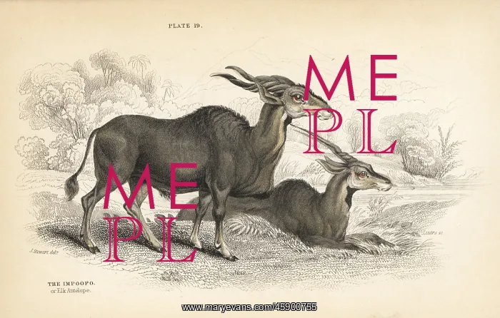 : Eland, Taurotragus oryx : Eland, Taurotragus oryx