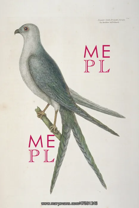 : Elanoides forficatus, swallow-tailed kite : Elanoides forficatus, swallow-tailed kite