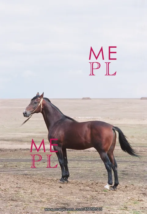 : Elansky stud farm of Samoilovka district : Elansky stud farm of Samoilovka district