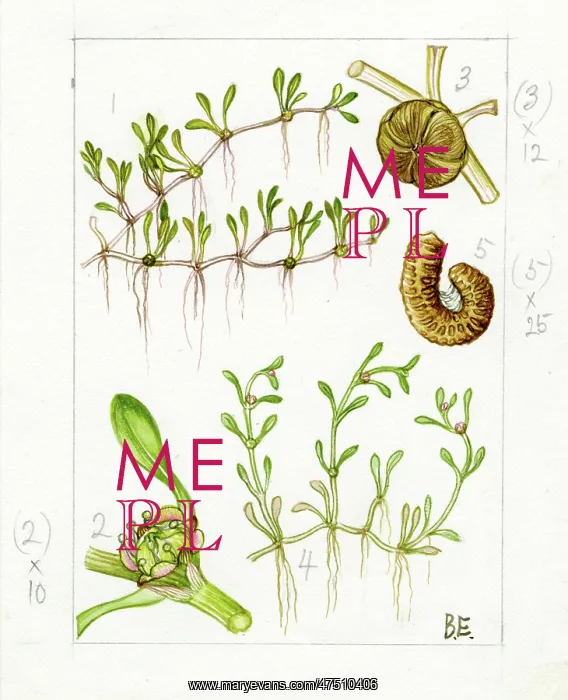 : Elantine hydropiper - eight- stamen waterwort : Elantine hydropiper - eight- stamen waterwort