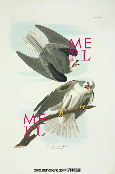 : Elanus caeruleus, black-winged kite : Elanus caeruleus, black-winged kite