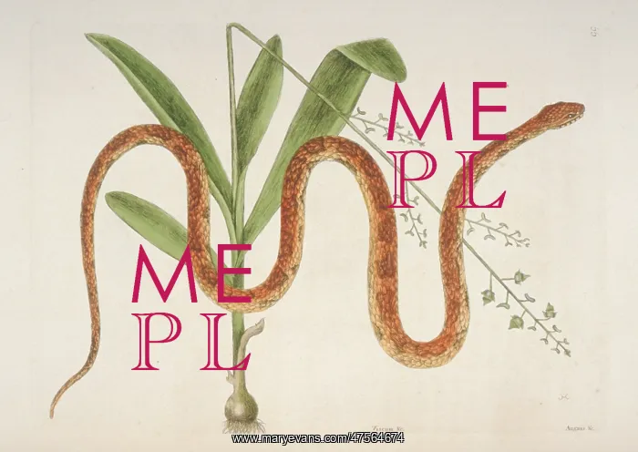 : Elaphe guttata, corn snake : Elaphe guttata, corn snake