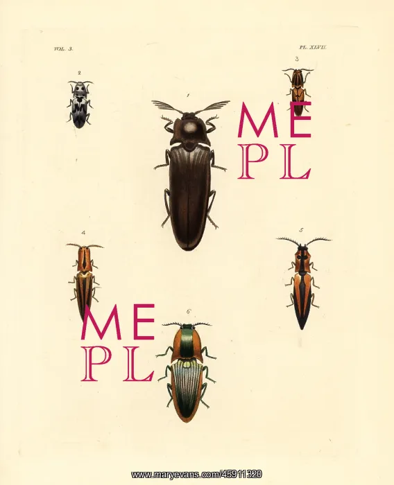 : Elater beetles : Elater beetles
