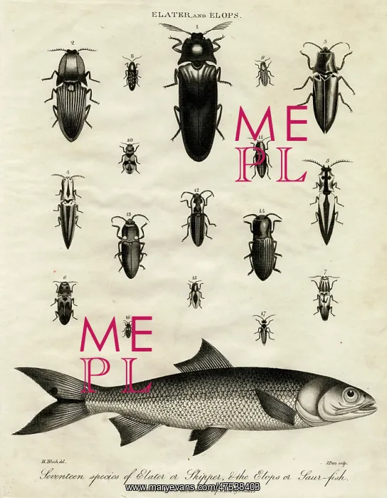 : Elater (Click Beetle) and Elops Saurus : Elater (Click Beetle) and Elops Saurus