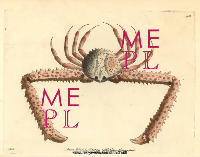 : Elbow crab, Parthenope longimanus : Elbow crab, Parthenope longimanus