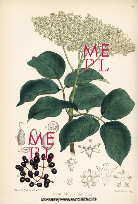 : Elder, elderberry or bore tree, Sambucus nigra : Elder, elderberry or bore tree, Sambucus nigra