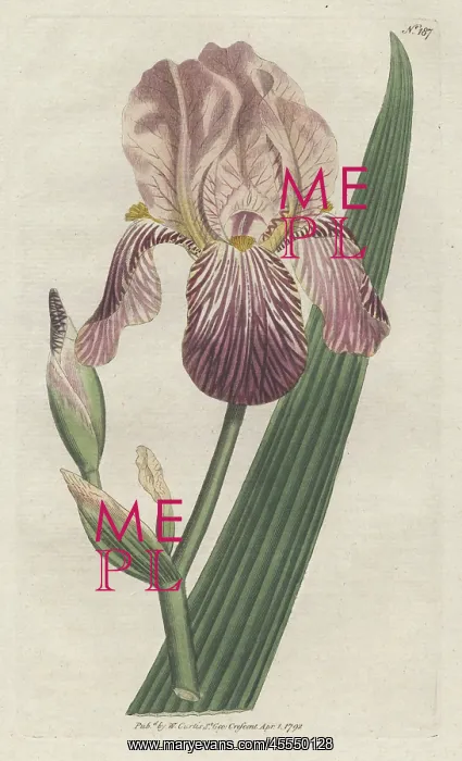 : Elder-scented or German iris, Iris germanica : Elder-scented or German iris, Iris germanica