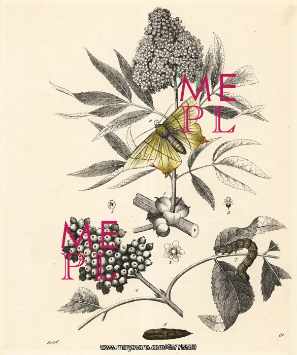 : Elder tree and swallow-tailed moth : Elder tree and swallow-tailed moth