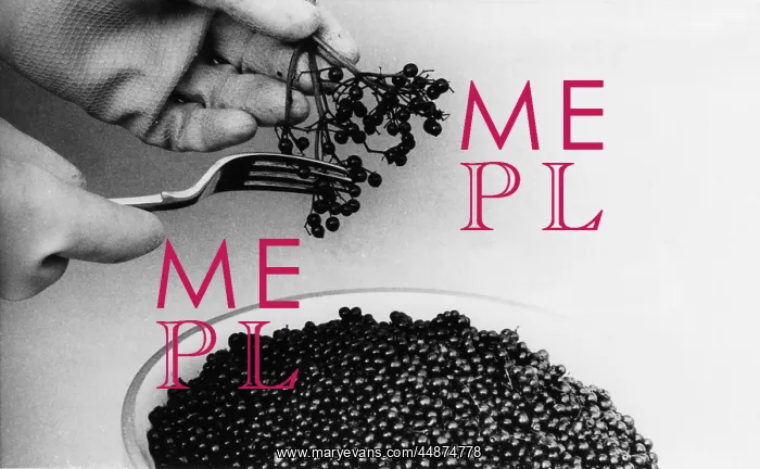 : ELDERBERRIES FOR WINE : ELDERBERRIES FOR WINE