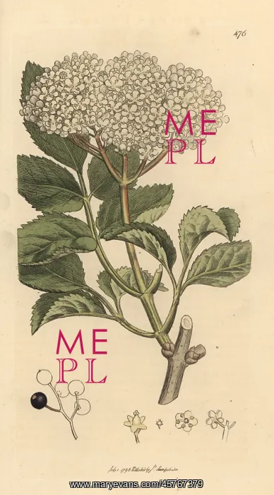 : Elderberry, Sambucus nigra : Elderberry, Sambucus nigra