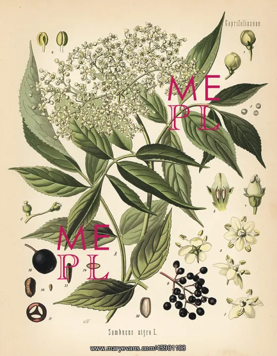 : Elderberry, Sambucus nigra : Elderberry, Sambucus nigra