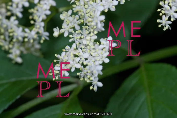 : Elderflower : Elderflower