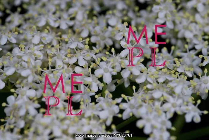 : Elderflower : Elderflower