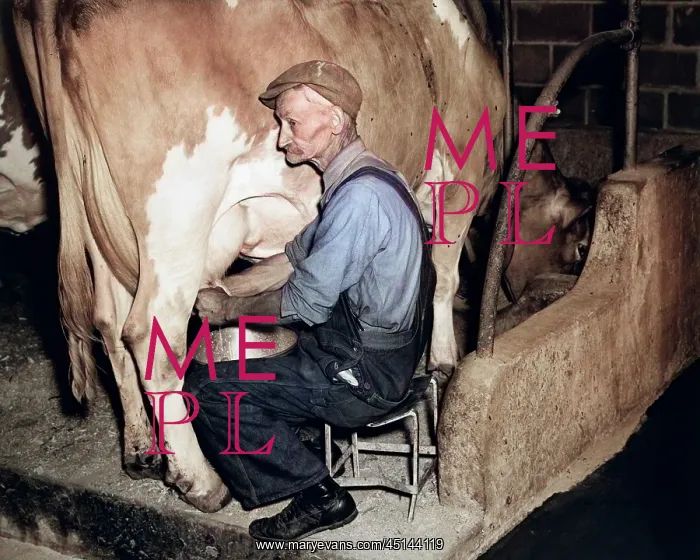 : Elderly Farmer in Overalls Milking : Elderly Farmer in Overalls Milking