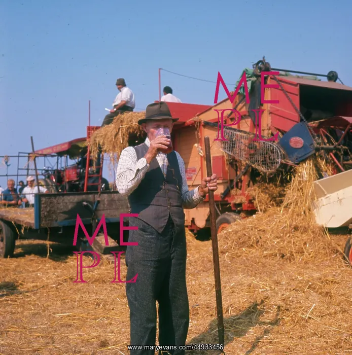 : Elderly farmhand at harvest time : Elderly farmhand at harvest time
