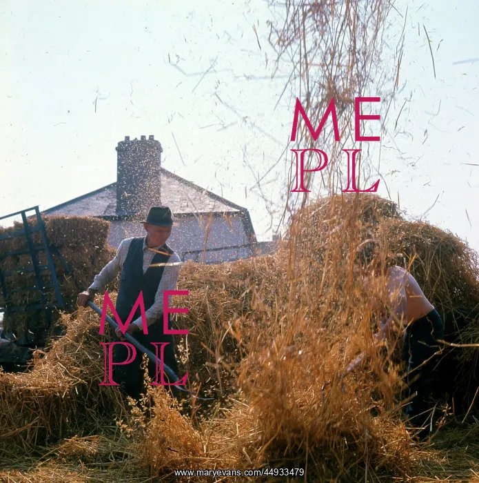 : Elderly farmhand at harvest time : Elderly farmhand at harvest time