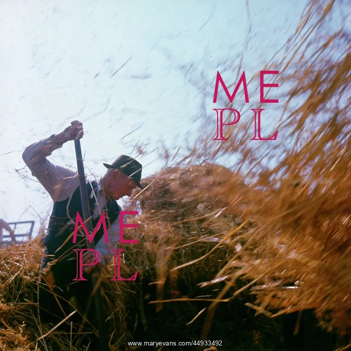 : Elderly farmhand at harvest time : Elderly farmhand at harvest time