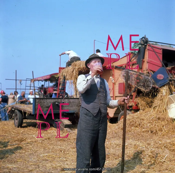 : Elderly farmhand at harvest time : Elderly farmhand at harvest time