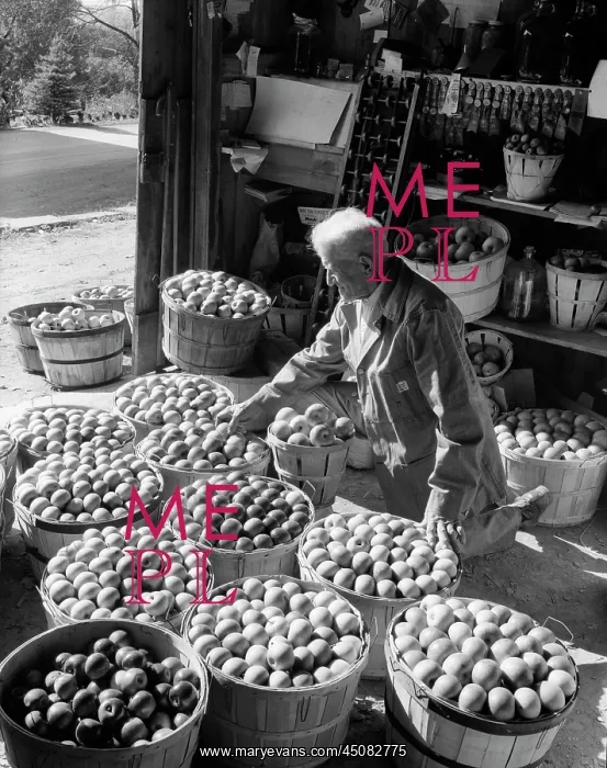 : Elderly Man Kneeling Among Bushel Baskets of Apples : Elderly Man Kneeling Among Bushel Baskets of Apples