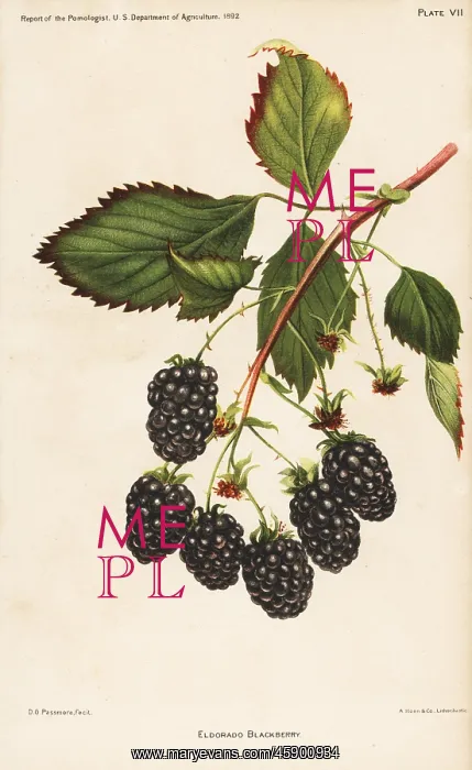  : Eldorado blackberry, Rubus fruticosus