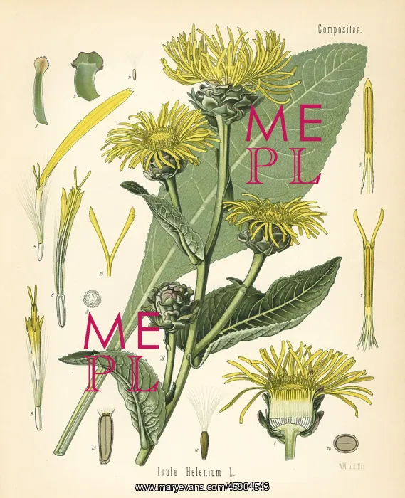 : Elecampane or horseheal, Inula helenium : Elecampane or horseheal, Inula helenium