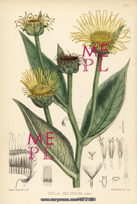 : Elecampane, Inula helenium : Elecampane, Inula helenium