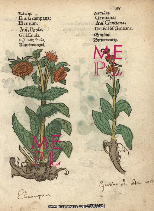 : Elecampane, Inula helenium, and gentian species : Elecampane, Inula helenium, and gentian species