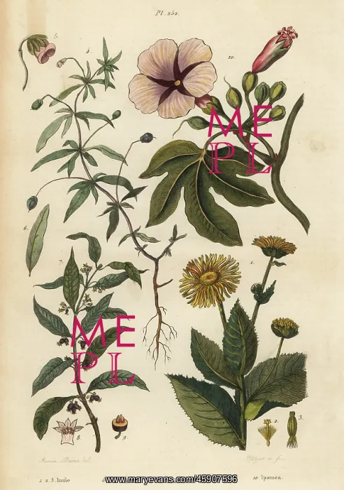 : Elecampane, violet, ipecacuanha and ipomoea : Elecampane, violet, ipecacuanha and ipomoea