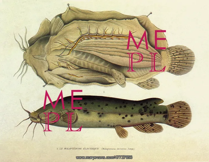  : Electric Catfish, Malapterurus electricus